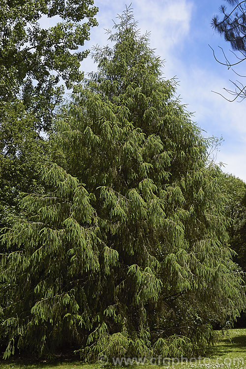 Sargent. Spruce (<i>Picea brachytyla</i>), this 40m tall conifer has a slightly weeping habit, dense branches and light green foliage. It is native to temperate Asia. picea-2080htm'>Picea. <a href='pinaceae-plant-family-photoshtml'>Pinaceae</a>.