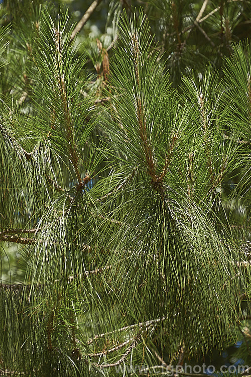 Summer foliage of the Yunnan Pine (<i>Pinus yunnanensis</i>), a 35m tall evergreen coniferous tree native to southwestern China and northern Burma, where it occurs at 600-300m elevation. Its pendulous needles are up to 30cm long and are borne in groups of 3. The cones are 3-10cm long. Order: Pinales, Family: Pinaceae