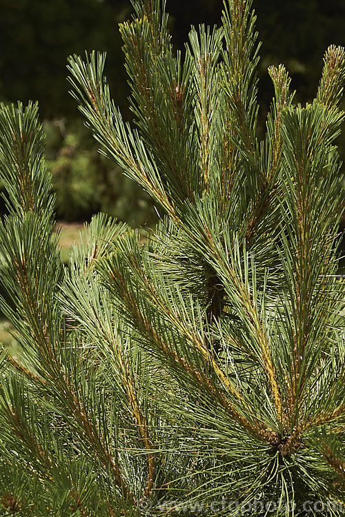 New growth of the Durango. Pine (<i>Pinus durangensis</i>), a 25-40m tall pine native to the Sierra Madre ranges of northwestern Mexico, where it occurs at elevations up to 2800m. The needle-like leaves can grow to over 20cm long. Order: Pinales, Family: Pinaceae