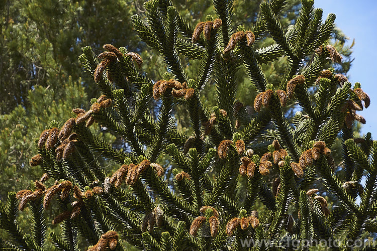 Monkey Puzzle (<i>Araucaria araucana</i>) in early summer with spent pollen cones. This conifer is native to central Chile and northern Patagonia. It has stiff, sharply pointed triangular leaves and huge cones. Order: Pinales, Family: Araucariaceae