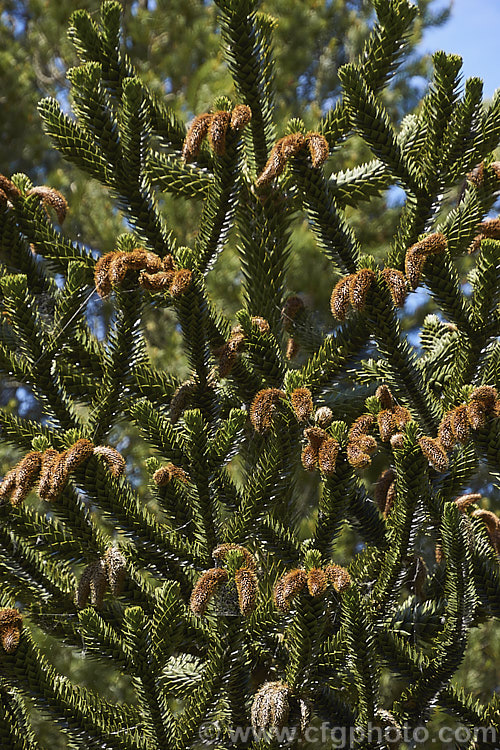 Monkey Puzzle (<i>Araucaria araucana</i>) in early summer with spent pollen cones. This conifer is native to central Chile and northern Patagonia. It has stiff, sharply pointed triangular leaves and huge cones. Order: Pinales, Family: Araucariaceae