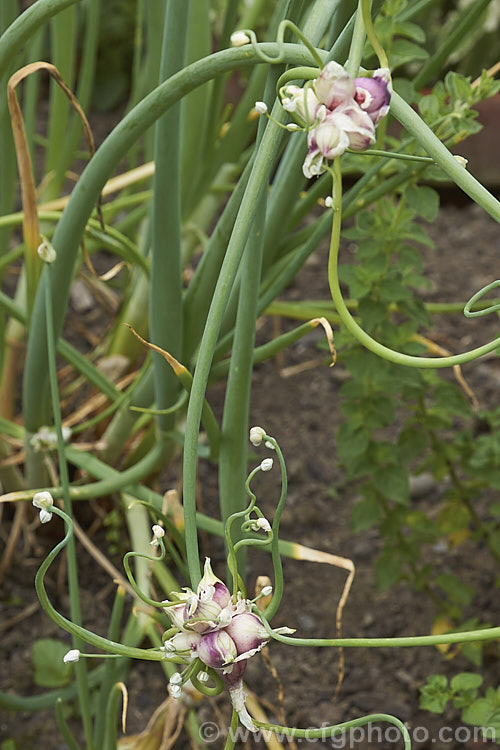 Tree Onion, Walking. Onion or Egyptian. Onion (<i>Allium x proliferum [syn. Allium cepa var. proliferum ]), a hybrid between the common onion (<i>Allium cepa</i>) and the Welsh. Onion (<i>Allium fistulosum</i>) that develops small edible bulblets at the flowerheads. There are several cultivars and some are very pungent. allium-2045htm'>Allium.