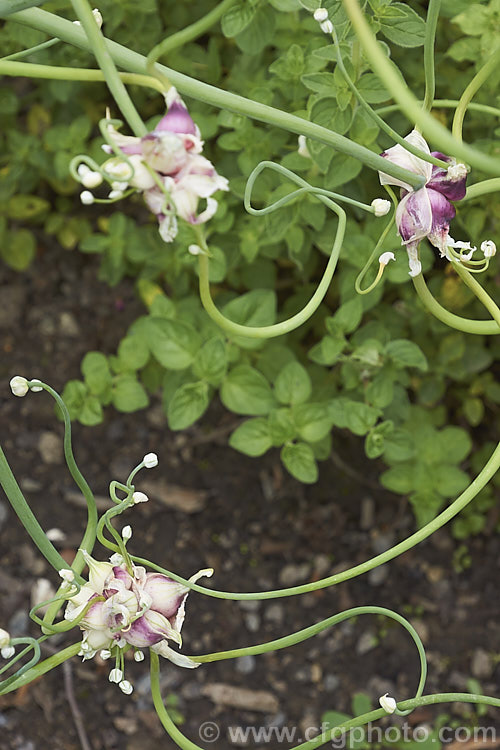 Tree Onion, Walking. Onion or Egyptian. Onion (<i>Allium x proliferum [syn. Allium cepa var. proliferum ]), a hybrid between the common onion (<i>Allium cepa</i>) and the Welsh. Onion (<i>Allium fistulosum</i>) that develops small edible bulblets at the flowerheads. There are several cultivars and some are very pungent. allium-2045htm'>Allium.