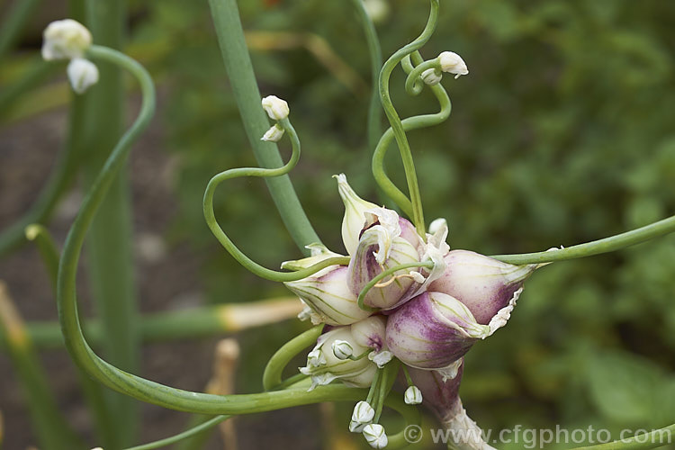 Tree Onion, Walking. Onion or Egyptian. Onion (<i>Allium x proliferum [syn. Allium cepa var. proliferum ]), a hybrid between the common onion (<i>Allium cepa</i>) and the Welsh. Onion (<i>Allium fistulosum</i>) that develops small edible bulblets at the flowerheads. There are several cultivars and some are very pungent. allium-2045htm'>Allium.