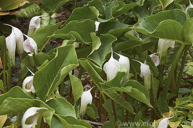 Arisaema candidissimum, a late spring- to early summer-flowering, tuberous-rooted, arum family perennial from western China. It produces one large trifoliate leaf per flower stem but can form a large clump once established. Order: Alismatales, Family: Araceae