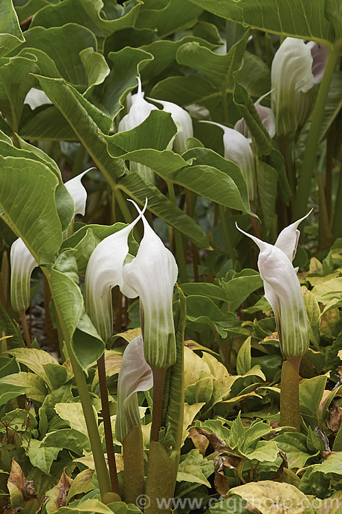 Arisaema candidissimum, a late spring- to early summer-flowering, tuberous-rooted, arum family perennial from western China. It produces one large trifoliate leaf per flower stem but can form a large clump once established. Order: Alismatales, Family: Araceae