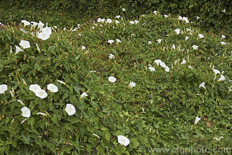 Greater Bindweed (<i>Calystegia silvatica</i>), a vigorous, twining, summer-flowering herbaceous climber. Native to southern Europe and North Africa, it has become a weed in many temperate and subtropical regions. In some areas it is commonly known as convolvulus, and while in the family, it is not in that genus