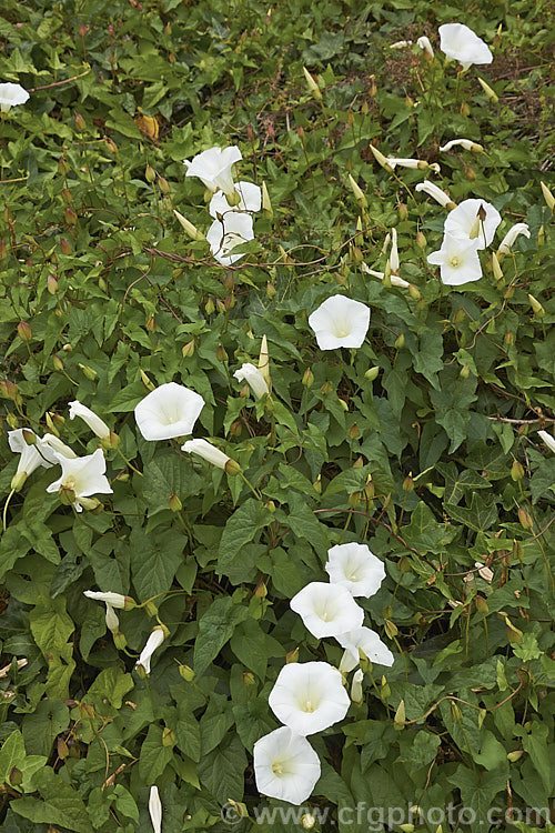 Greater Bindweed (<i>Calystegia silvatica</i>), a vigorous, twining, summer-flowering herbaceous climber. Native to southern Europe and North Africa, it has become a weed in many temperate and subtropical regions. In some areas it is commonly known as convolvulus, and while in the family, it is not in that genus