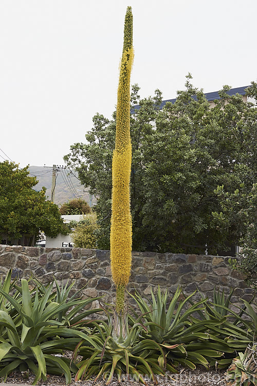 Octopus Agave or Amole (<i>Agave vilmoriniana</i>), a large rosette-forming monocarpic succulent native to Mexico, where it occurs at elevations of up to 1700m. The thick, fleshy leaves are smooth-edged, relatively narrow on mature plants and often have a slight longitudinal twist. The flower stems are up to 3.5m tall and when developing the buds of the creamy yellow flowers are protected by a dense covering of narrow pinkish-purple bracts that are almost hair-like at the tip of the flower stem. Order: Asparagales, Family: Asparagaceae