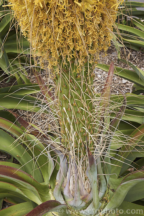 Base of the flower stem of the Octopus Agave or Amole (<i>Agave vilmoriniana</i>), a large rosette-forming monocarpic succulent native to Mexico, where it occurs at elevations of up to 1700m. The thick, fleshy leaves are smooth-edged, relatively narrow on mature plants and often have a slight longitudinal twist. The flower stems are up to 3.5m tall and carry thousands of small yellow flowers. Order: Asparagales, Family: Asparagaceae