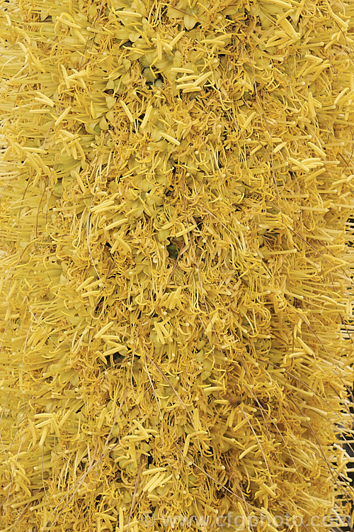 Close-up of the densely packed flowers of the Octopus Agave or Amole (<i>Agave vilmoriniana</i>), a large rosette-forming monocarpic succulent native to Mexico, where it occurs at elevations of up to 1700m. The flower stems are up to 3.5m tall and carry thousands of small yellow flowers      . Order: Asparagales, Family: Asparagaceae