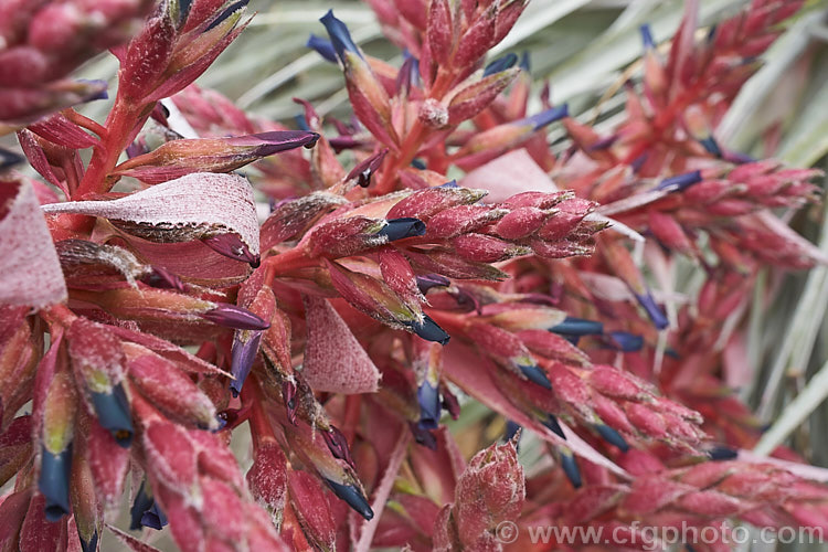 Close-up of the flower spike of Puya spathacea, a clumping terrestrial bromeliad native to north-central Argentina. It blooms in summer and the flower stems are over 1m tall. The blue flowers contrast with the pink of the stems and sepals