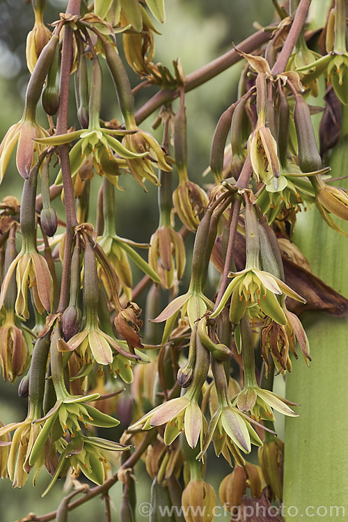 Furcraea longaeva, a yucca-like plant native to Mexico. The trunks, clothed with old leaves, reach around 2m tall and eventually develops a flower stem that can grow to over 10m tall. The plant dies after flowering but the stem produces small plantlets as well as seeds. furcraea-2993htm'>Furcraea.