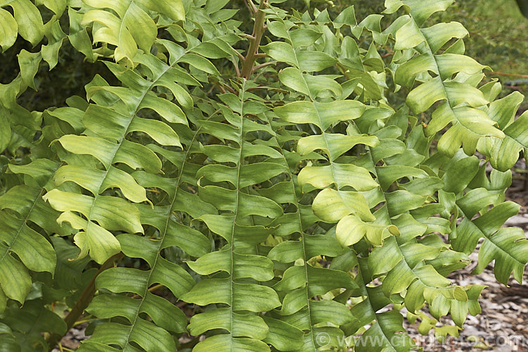 The young foliage of the Giant Banksia or Bull. Banksia (<i>Banksia grandis</i>), a small evergreen tree to 8m tall, native to southwestern Australia. The deeply cut foliage is a distinctive feature and is incised to the midrib. Order: Proteales, Family: Proteaceae