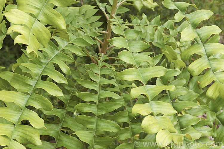 The young foliage of the Giant Banksia or Bull. Banksia (<i>Banksia grandis</i>), a small evergreen tree to 8m tall, native to southwestern Australia. The deeply cut foliage is a distinctive feature and is incised to the midrib. Order: Proteales, Family: Proteaceae