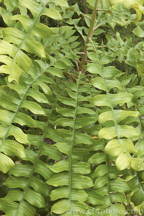 The young foliage of the Giant Banksia or Bull. Banksia (<i>Banksia grandis</i>), a small evergreen tree to 8m tall, native to southwestern Australia. The deeply cut foliage is a distinctive feature and is incised to the midrib. Order: Proteales, Family: Proteaceae