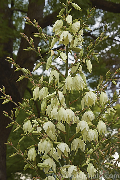 The flowers of the Soapweed or Arkansas. Yucca (<i>Yucca arkansana</i>), a spear-leafed perennial found on the prairies of Arkansas, Oklahoma and Texas. Its leaves are up to 70cm long and the tall stems of greenish white flowers open in early summer.