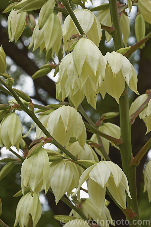 The flowers of the Soapweed or Arkansas. Yucca (<i>Yucca arkansana</i>), a spear-leafed perennial found on the prairies of Arkansas, Oklahoma and Texas. Its leaves are up to 70cm long and the tall stems of greenish white flowers open in early summer.