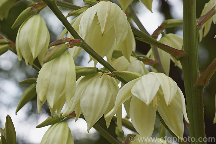 The flowers of the Soapweed or Arkansas. Yucca (<i>Yucca arkansana</i>), a spear-leafed perennial found on the prairies of Arkansas, Oklahoma and Texas. Its leaves are up to 70cm long and the tall stems of greenish white flowers open in early summer.