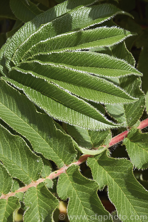 Close-up of the foliage of Kosso (<i>Hagenia abyssinica</i>), an evergreen tree up to 20m tall, native to the higher regions of central and eastern Africa. It has distinctive grey-green pinnate foliage on red-tinted stems and large panicles of tiny pink flowers that are followed by small dry brown fruits. In much of Africa it is an important medicinal tree, especially for the control of intestinal worms. Order: Rosales, Family: Rosaceae