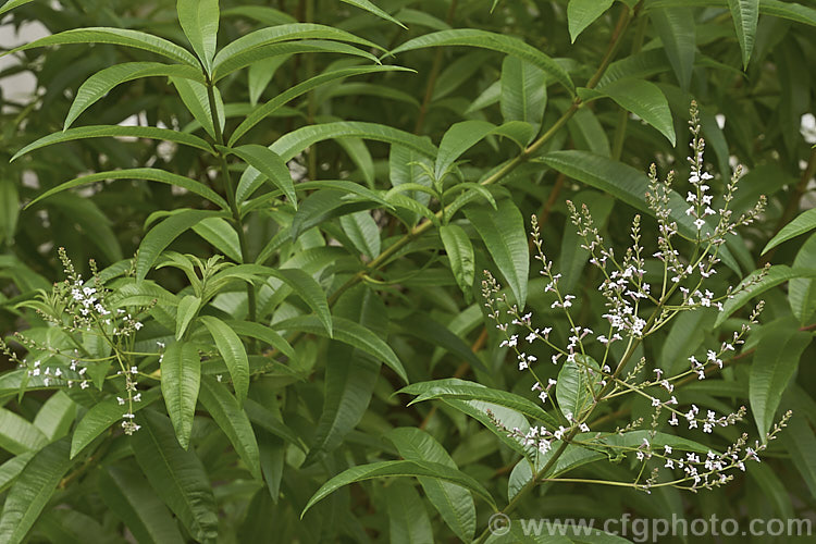 Lemon-scented. Verbena or Citron (<i>Aloysia citriodora [syns. Aloysia triphylla, Lippia citriodora]), a summer-flowering semi-evergreen shrub up to 3m tall It is native to Chile and Argentina and has very aromatic lemon-scented foliage <span style='color:red'>Note:</span> this image intentionally has very shallow depth of field. The focus is centred on the the foreground flowers. aloysia-2318htm'>Aloysia. .