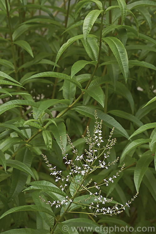 Lemon-scented. Verbena or Citron (<i>Aloysia citriodora [syns. Aloysia triphylla, Lippia citriodora]), a summer-flowering semi-evergreen shrub up to 3m tall It is native to Chile and Argentina and has very aromatic lemon-scented foliage <span style='color:red'>Note:</span> this image intentionally has very shallow depth of field. The focus is centred on the the foreground flowers. aloysia-2318htm'>Aloysia. .