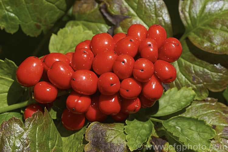 Red Baneberry or Chinaberry (<i>Actaea rubra</i>), a spring-flowering woodland perennial native to North America. The plant is around 45cm tall when in bloom and produced fluffy heads of tiny white flowers. The fruits that follow, which are poisonous, are initially pale green, becoming white and then finally turning to red. In forma <i>neglecta</i> the fruits remain white and do not redden, even when ripe. Order: Ranunculales, Family: Ranunculaceae