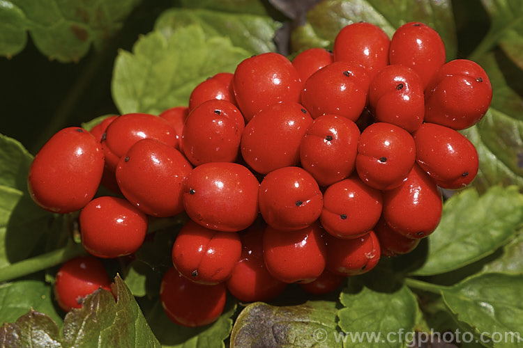 Red Baneberry or Chinaberry (<i>Actaea rubra</i>), a spring-flowering woodland perennial native to North America. The plant is around 45cm tall when in bloom and produced fluffy heads of tiny white flowers. The fruits that follow, which are poisonous, are initially pale green, becoming white and then finally turning to red. In forma <i>neglecta</i> the fruits remain white and do not redden, even when ripe. Order: Ranunculales, Family: Ranunculaceae