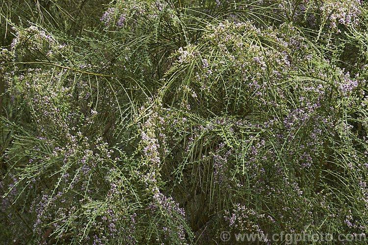 Leafy Broom (<i>Carmichaelia odorata [syns. <i>Carmichaelia angustata</i>, <i>Carmichaelia glabrata</i>]), a summer-flowering shrub or small tree native to New Zealand and found from Gisborne southwards. Unlike most of the New Zealand brooms it carries small leaves through much of the year. Order: Fabales, Family: Fabaceae