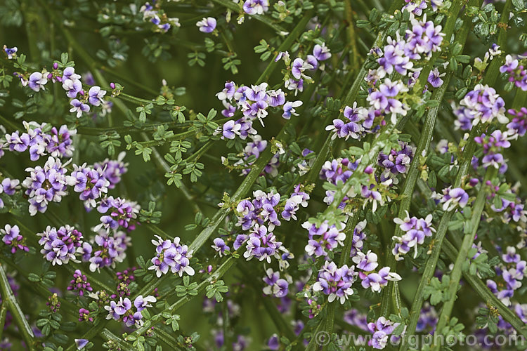 Leafy Broom (<i>Carmichaelia odorata [syns. <i>Carmichaelia angustata</i>, <i>Carmichaelia glabrata</i>]), a summer-flowering shrub or small tree native to New Zealand and found from Gisborne southwards. Unlike most of the New Zealand brooms it carries small leaves through much of the year. Order: Fabales, Family: Fabaceae