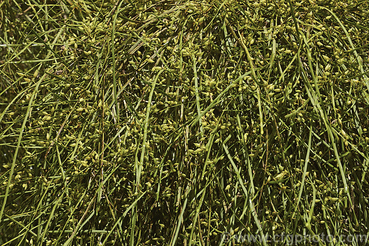 North Island Broom (<i>Carmichaelia australis [syn. Carmichaelia arenaria]) with unripe seedpods. This near-leafless, spring- to early summer-flowering shrub is native to New Zealand It grows to around 15m tall and has a rather spreading habit. Despite the common name it occurs over much of the country. Order: Fabales, Family: Fabaceae