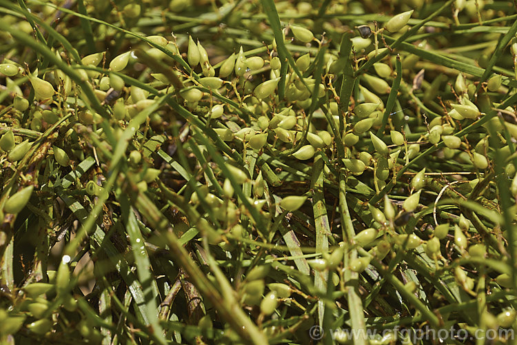 North Island Broom (<i>Carmichaelia australis [syn. Carmichaelia arenaria]) with unripe seedpods. This near-leafless, spring- to early summer-flowering shrub is native to New Zealand It grows to around 15m tall and has a rather spreading habit. Despite the common name it occurs over much of the country. Order: Fabales, Family: Fabaceae