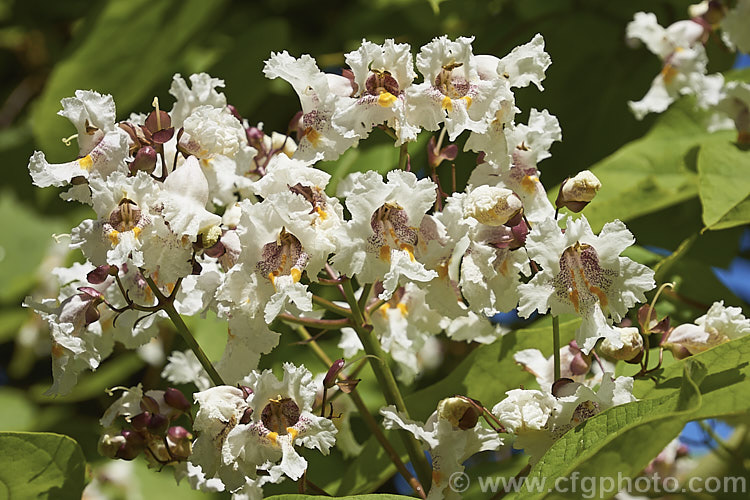 The flowers of the Indian. Bean or Eastern Catalpa (<i>Catalpa bignonioides</i>), a summer-flowering 15m tall deciduous tree native to the eastern United States. The flowers are followed by narrow bronze-green seedpods up to 45cm long. catalpa-2420htm'>Catalpa. <a href='bignoniaceae-plant-family-photoshtml'>Bignoniaceae</a>.