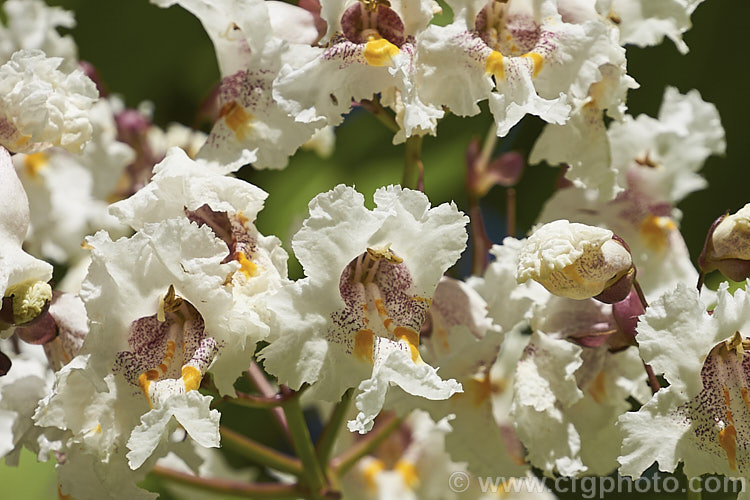 The flowers of the Indian. Bean or Eastern Catalpa (<i>Catalpa bignonioides</i>), a summer-flowering 15m tall deciduous tree native to the eastern United States. The flowers are followed by narrow bronze-green seedpods up to 45cm long. catalpa-2420htm'>Catalpa. <a href='bignoniaceae-plant-family-photoshtml'>Bignoniaceae</a>.