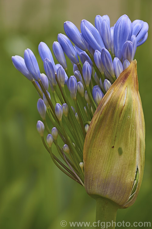 The opening flowerhead of <i>Agapanthus praecox</i>, a fleshy-rooted, summer-flowering perennial native to southern Africa. It has flower stems up to 1.2m tall and soon forms a large foliage clump. Order: Asparagales, Family: Amaryllidaceae