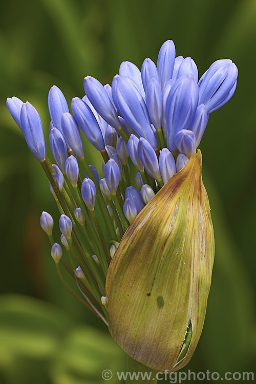 The opening flowerhead of <i>Agapanthus praecox</i>, a fleshy-rooted, summer-flowering perennial native to southern Africa. It has flower stems up to 1.2m tall and soon forms a large foliage clump. Order: Asparagales, Family: Amaryllidaceae