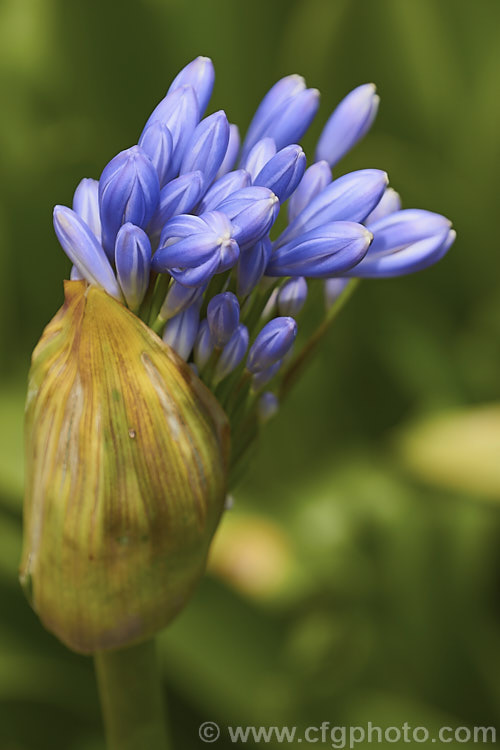 The opening flowerhead of <i>Agapanthus praecox</i>, a fleshy-rooted, summer-flowering perennial native to southern Africa. It has flower stems up to 1.2m tall and soon forms a large foliage clump. Order: Asparagales, Family: Amaryllidaceae