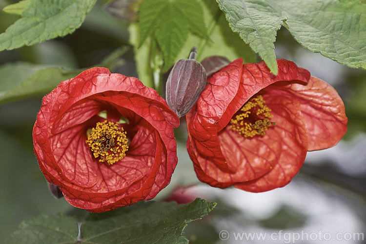 <i>Abutilon x hybridum</i> 'Ashford Red', one of the many shrubby hybrid abutilons. Formerly known as <i>Abutilon x darwinii</i>, the origins of these hybrids are unclear, though <i>Abutilon pictum</i> is present in their parentage. Most grow to around 2.4m high and wide, and flower more or less continuously in mild climates. Order: Malvales, Family: Malvaceae