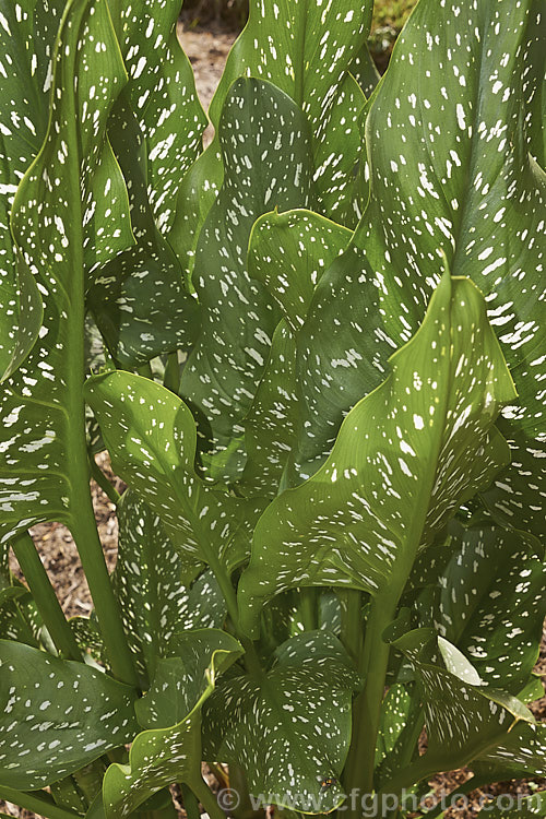 The distinctive foliage of the White-spotted. Calla. Lily (<i>Zantedeschia albomaculata</i>), a summer-flowering rhizomatous perennial native to southern Africa. It is one of the parents of the fancy-flowered hybrid callas often grown as cut flowers. It has cream-spathed flowerheads on stems up to 90cm tall <span style='color:red'>Note:</span> this image intentionally has very shallow depth of field. The focal point is just to the lower left of the centre of the frame.