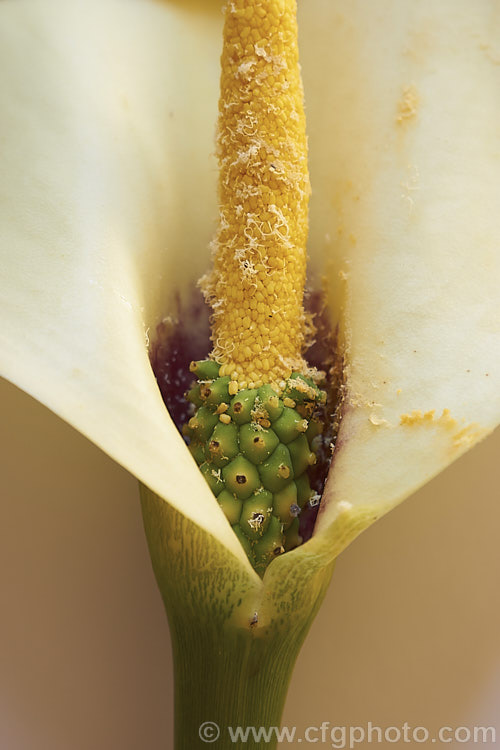 The flowerhead of the White-spotted. Calla. Lily (<i>Zantedeschia albomaculata</i>) showing the distinctive dark area at the base of the spathe This summer-flowering rhizomatous perennial is native to southern Africa. It is one of the parents of the fancy-flowered hybrid callas often grown as cut flowers. It has cream-spathed flowerheads on stems up to 90cm tall