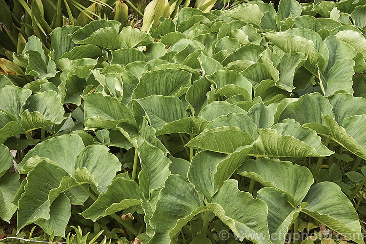 The mature foliage of Arisaema candidissimum, a late spring- to early summer-flowering, tuberous-rooted, arum family perennial from western China. It produces one large trifoliate leaf per flower stem but can form a large clump once established. The foliage covers the spent flowers as the seed develops and reaches this stage by mid-summer. Order: Alismatales, Family: Araceae