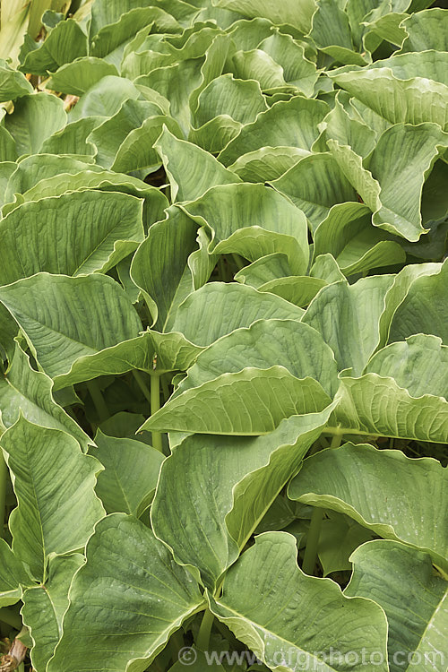 The mature foliage of Arisaema candidissimum, a late spring- to early summer-flowering, tuberous-rooted, arum family perennial from western China. It produces one large trifoliate leaf per flower stem but can form a large clump once established. The foliage covers the spent flowers as the seed develops and reaches this stage by mid-summer. Order: Alismatales, Family: Araceae