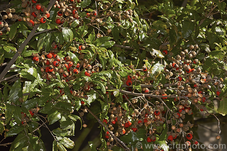 The ripe fruit of the Titoki or New Zealand Oak (<i>Alectryon excelsus</i>), an evergreen tree up to 9m tall found in New Zealand from North Cape in the north to Banks. Peninsula and Westport in the south. It sprays of small red flowers are not conspicuous but are followed by rusty brown capsule that open when ripe to reveal the jet black seeds on bright orange-red arils as seen here. alectryon-2250htm'>Alectryon. <a href='sapindaceae-plant-family-photoshtml'>Sapindaceae</a>.