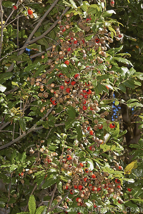 The ripe fruit of the Titoki or New Zealand Oak (<i>Alectryon excelsus</i>), an evergreen tree up to 9m tall found in New Zealand from North Cape in the north to Banks. Peninsula and Westport in the south. It sprays of small red flowers are not conspicuous but are followed by rusty brown capsule that open when ripe to reveal the jet black seeds on bright orange-red arils as seen here. alectryon-2250htm'>Alectryon. <a href='sapindaceae-plant-family-photoshtml'>Sapindaceae</a>.