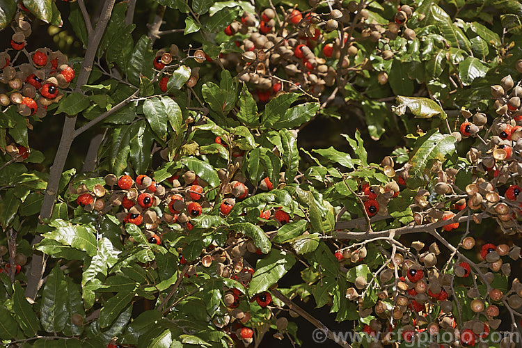 The ripe fruit of the Titoki or New Zealand Oak (<i>Alectryon excelsus</i>), an evergreen tree up to 9m tall found in New Zealand from North Cape in the north to Banks. Peninsula and Westport in the south. It sprays of small red flowers are not conspicuous but are followed by rusty brown capsule that open when ripe to reveal the jet black seeds on bright orange-red arils as seen here. alectryon-2250htm'>Alectryon. <a href='sapindaceae-plant-family-photoshtml'>Sapindaceae</a>.