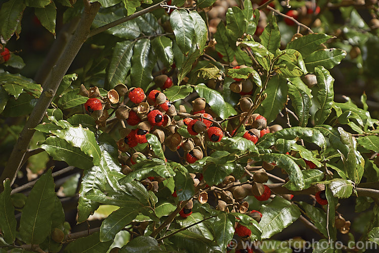 The ripe fruit of the Titoki or New Zealand Oak (<i>Alectryon excelsus</i>), an evergreen tree up to 9m tall found in New Zealand from North Cape in the north to Banks. Peninsula and Westport in the south. It sprays of small red flowers are not conspicuous but are followed by rusty brown capsule that open when ripe to reveal the jet black seeds on bright orange-red arils as seen here. alectryon-2250htm'>Alectryon. <a href='sapindaceae-plant-family-photoshtml'>Sapindaceae</a>.