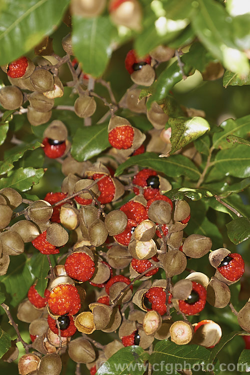 The ripe fruit of the Titoki or New Zealand Oak (<i>Alectryon excelsus</i>), an evergreen tree up to 9m tall found in New Zealand from North Cape in the north to Banks. Peninsula and Westport in the south. It sprays of small red flowers are not conspicuous but are followed by rusty brown capsule that open when ripe to reveal the jet black seeds on bright orange-red arils as seen here. alectryon-2250htm'>Alectryon. <a href='sapindaceae-plant-family-photoshtml'>Sapindaceae</a>.