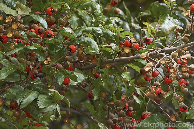 The ripe fruit of the Titoki or New Zealand Oak (<i>Alectryon excelsus</i>), an evergreen tree up to 9m tall found in New Zealand from North Cape in the north to Banks. Peninsula and Westport in the south. It sprays of small red flowers are not conspicuous but are followed by rusty brown capsule that open when ripe to reveal the jet black seeds on bright orange-red arils as seen here. alectryon-2250htm'>Alectryon. <a href='sapindaceae-plant-family-photoshtml'>Sapindaceae</a>.