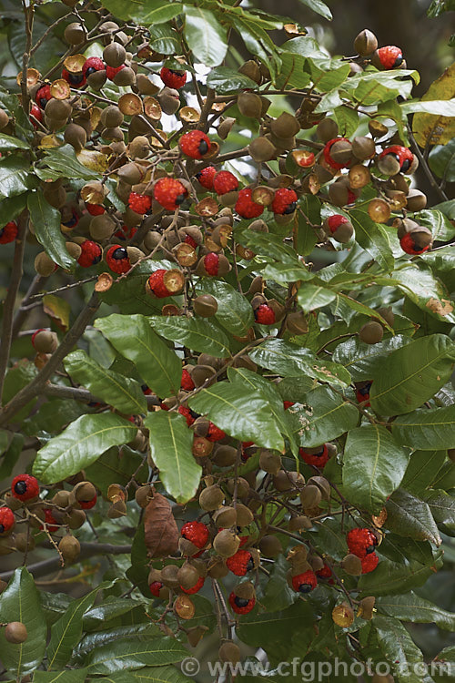 The ripe fruit of the Titoki or New Zealand Oak (<i>Alectryon excelsus</i>), an evergreen tree up to 9m tall found in New Zealand from North Cape in the north to Banks. Peninsula and Westport in the south. It sprays of small red flowers are not conspicuous but are followed by rusty brown capsule that open when ripe to reveal the jet black seeds on bright orange-red arils as seen here. alectryon-2250htm'>Alectryon. <a href='sapindaceae-plant-family-photoshtml'>Sapindaceae</a>.