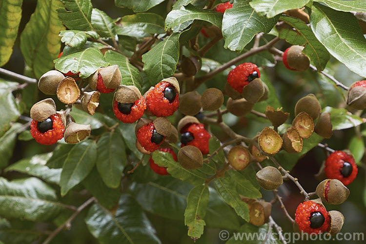 The ripe fruit of the Titoki or New Zealand Oak (<i>Alectryon excelsus</i>), an evergreen tree up to 9m tall found in New Zealand from North Cape in the north to Banks. Peninsula and Westport in the south. It sprays of small red flowers are not conspicuous but are followed by rusty brown capsule that open when ripe to reveal the jet black seeds on bright orange-red arils as seen here. alectryon-2250htm'>Alectryon. <a href='sapindaceae-plant-family-photoshtml'>Sapindaceae</a>.